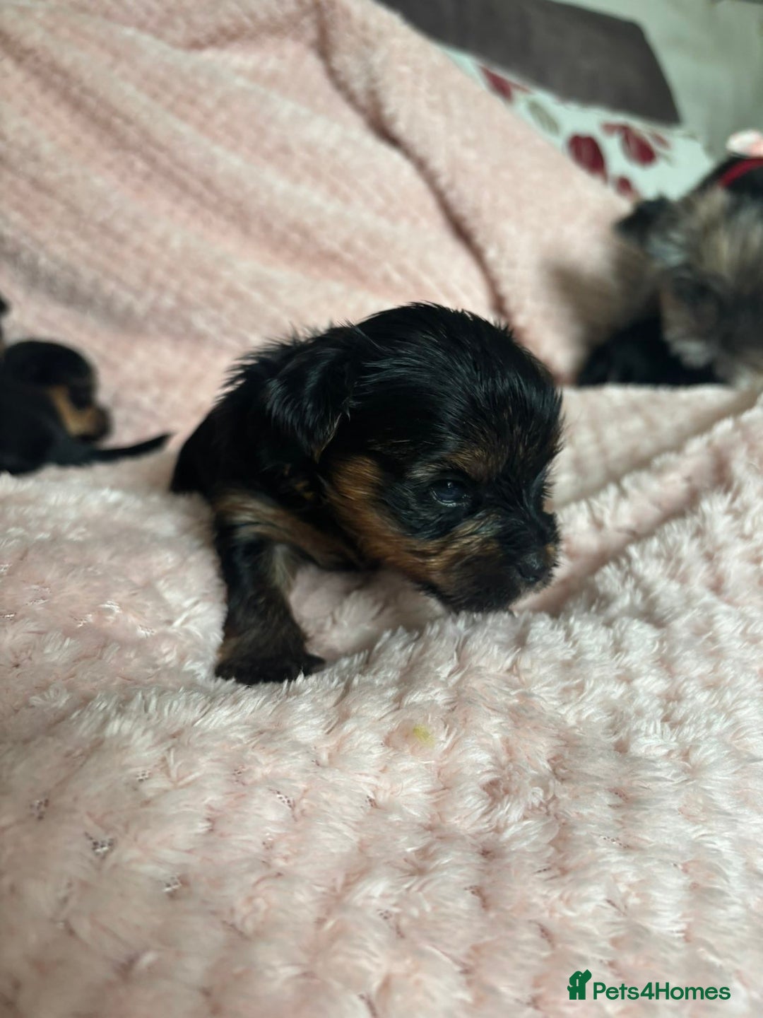 Yorkshire Terrier dogs for sale: Miniature Yorkshire Terrier Puppies  - Image 32