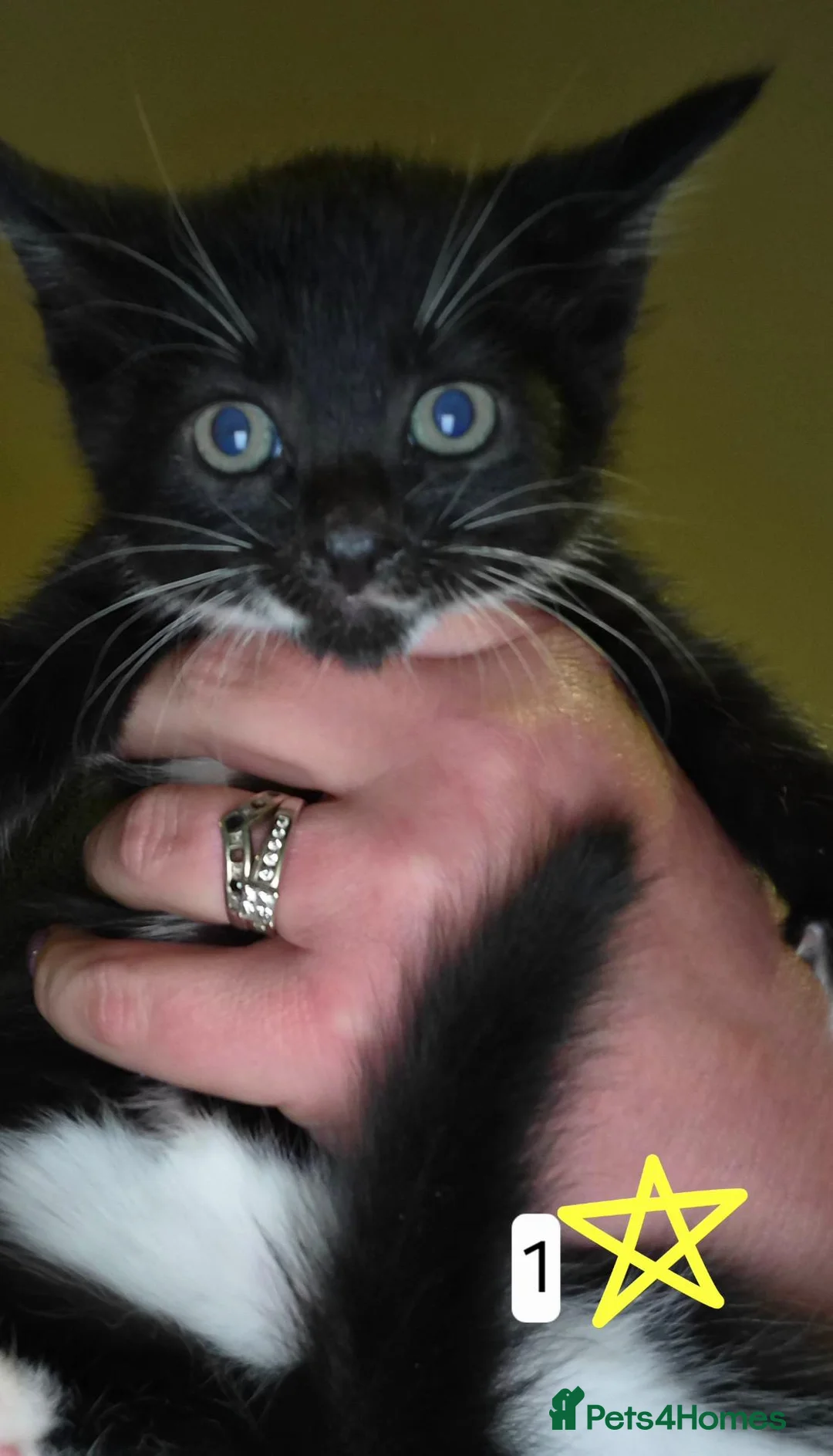 Mixed Breed cats for sale: Beautifully marked b/w kittens brought up in house - Advert 1