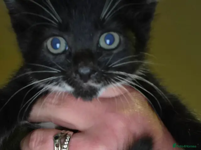 Mixed Breed cats for sale: Beautifully marked b/w kittens brought up in house - Advert 7