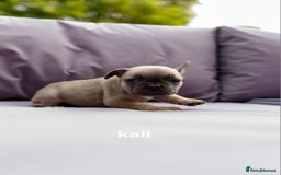 French Bulldog dogs for sale: Quality litter French Bulldogs - Image 5