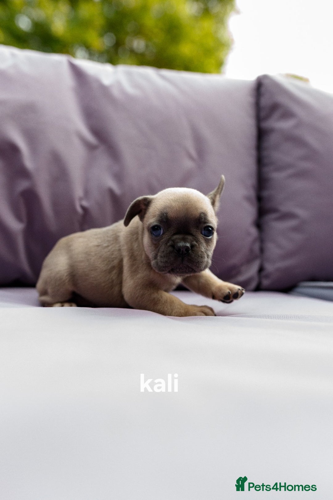 French Bulldog dogs for sale: Quality litter French Bulldogs - Image 5