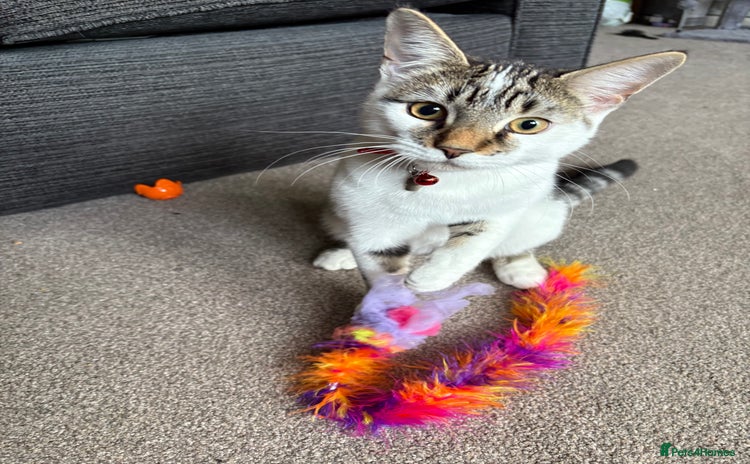 British Shorthair cats - Advert 5