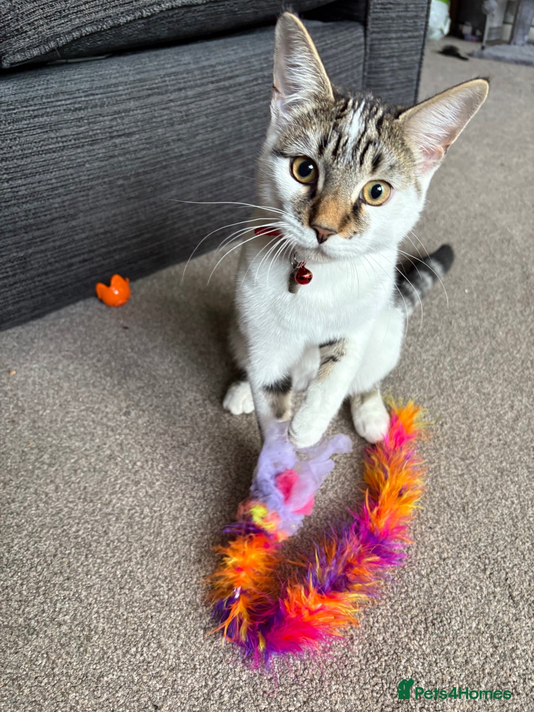 British Shorthair cats for sale: Kitten for rehoming - Image 1