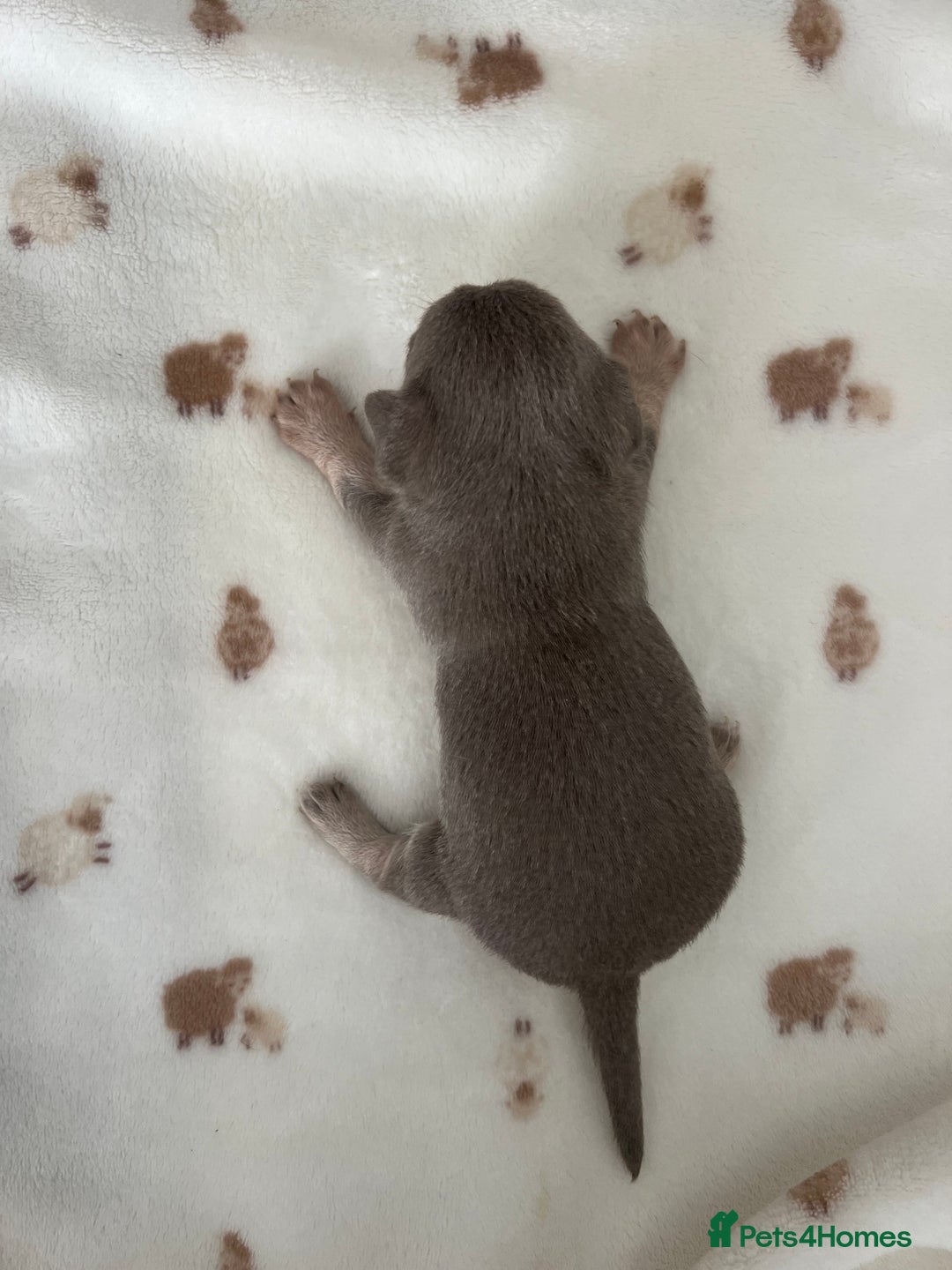 Chihuahua dogs for sale: 🐾gorgeous xs lilac & blue parti chihuahua pups🐾 - Image 4