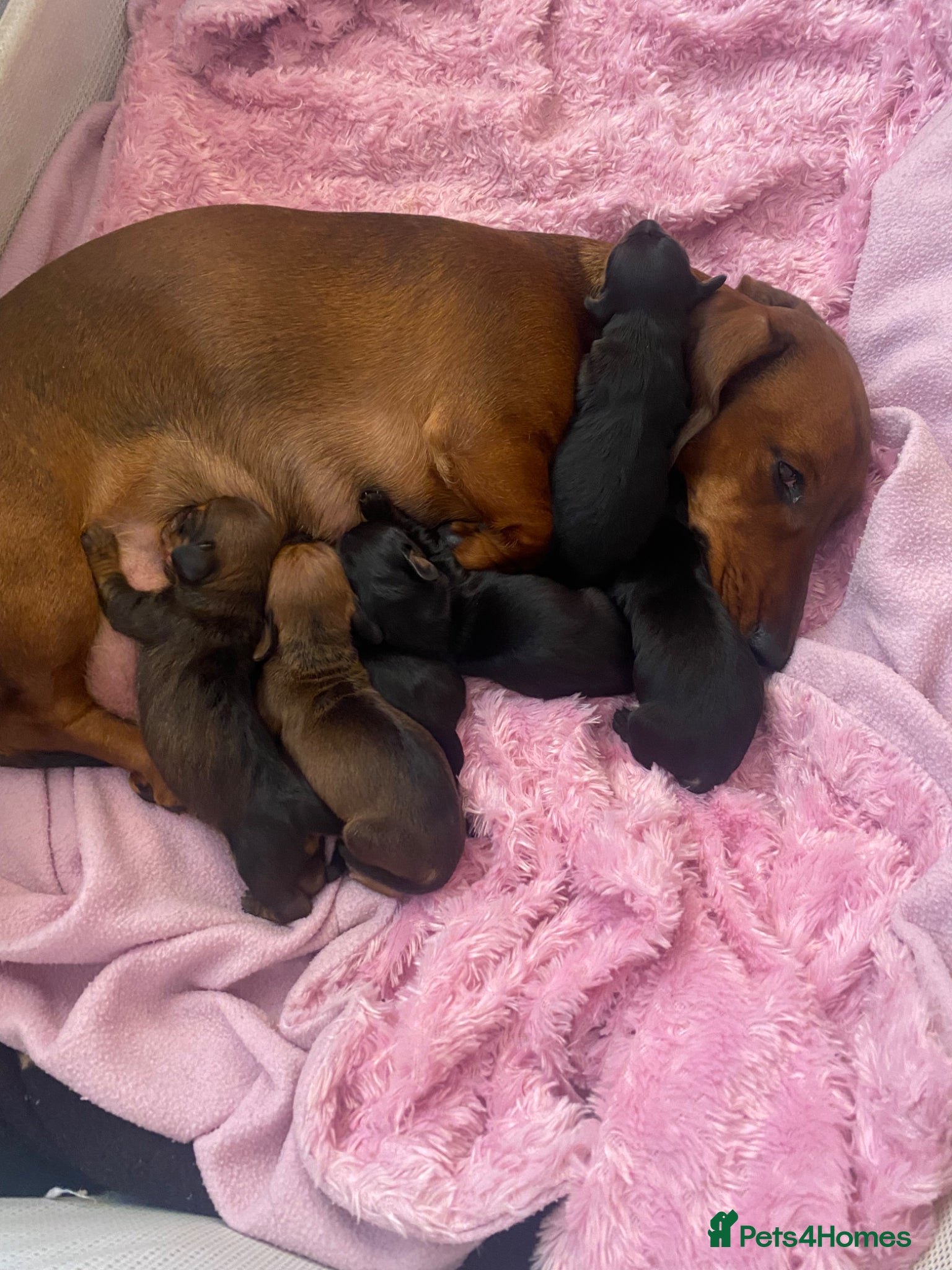Miniature Dachshund dogs for sale: Miniature Dachshund Puppies 🐶  - Advert 15