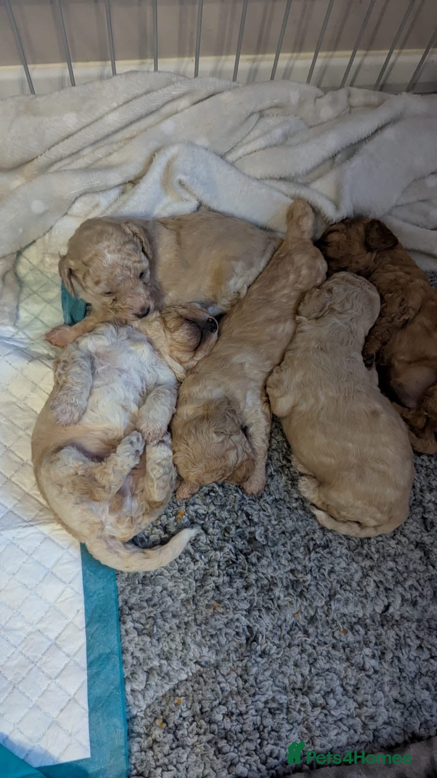 Miniature Poodle dogs Miniature poodles for sale  2 boys and 3 girls - Advert 5