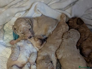 Miniature Poodle dogs Miniature poodles for sale 2 boys and 3 girls - Advert 14