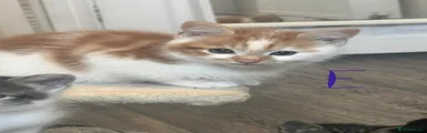 Fluffy ginger boy 2 