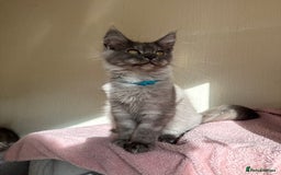 Maine Coon cats for sale: Pedigree GCCF Russian Import line Maine Coons - Image 8