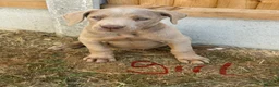 Cane Corso dogs for sale: Cane coral puppy’s ready now  - Advert 10