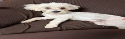 Bichon Frise dogs for sale: Sweet boy bichon freeze  - Advert 5