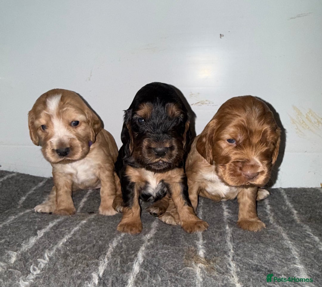 Cocker Spaniel dogs for sale: Beautiful golden girl  - Advert 4