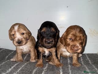 Cocker Spaniel dogs Beautiful Black & tan girl. - Advert 4