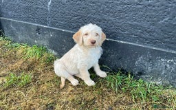 Labradoodle dogs for sale: Labradoodle  - Image 8