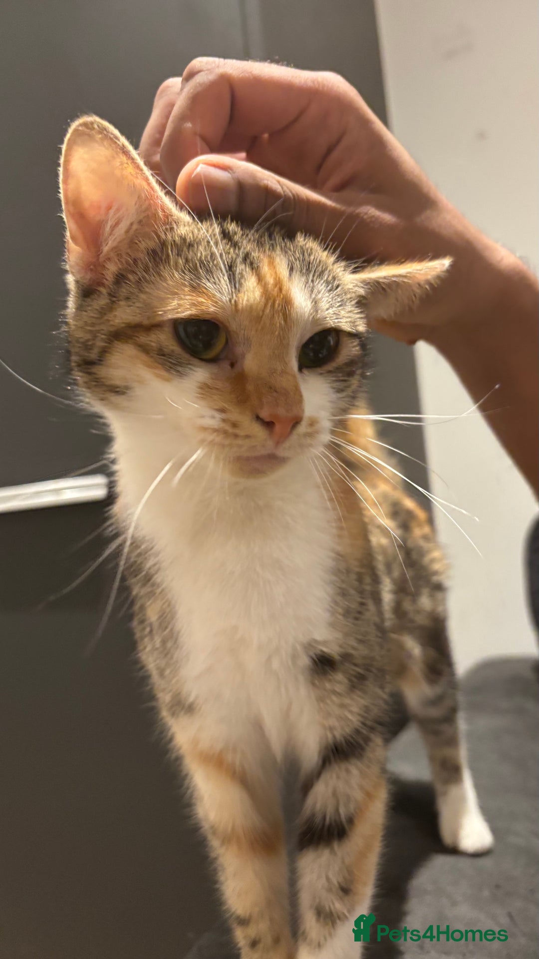 Domestic Shorthair cats for sale: 1 x Male and 1x Female cat - Advert 13