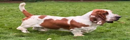 Basset Hound dogs for sale: Basset hound amazing couple  - Advert 9