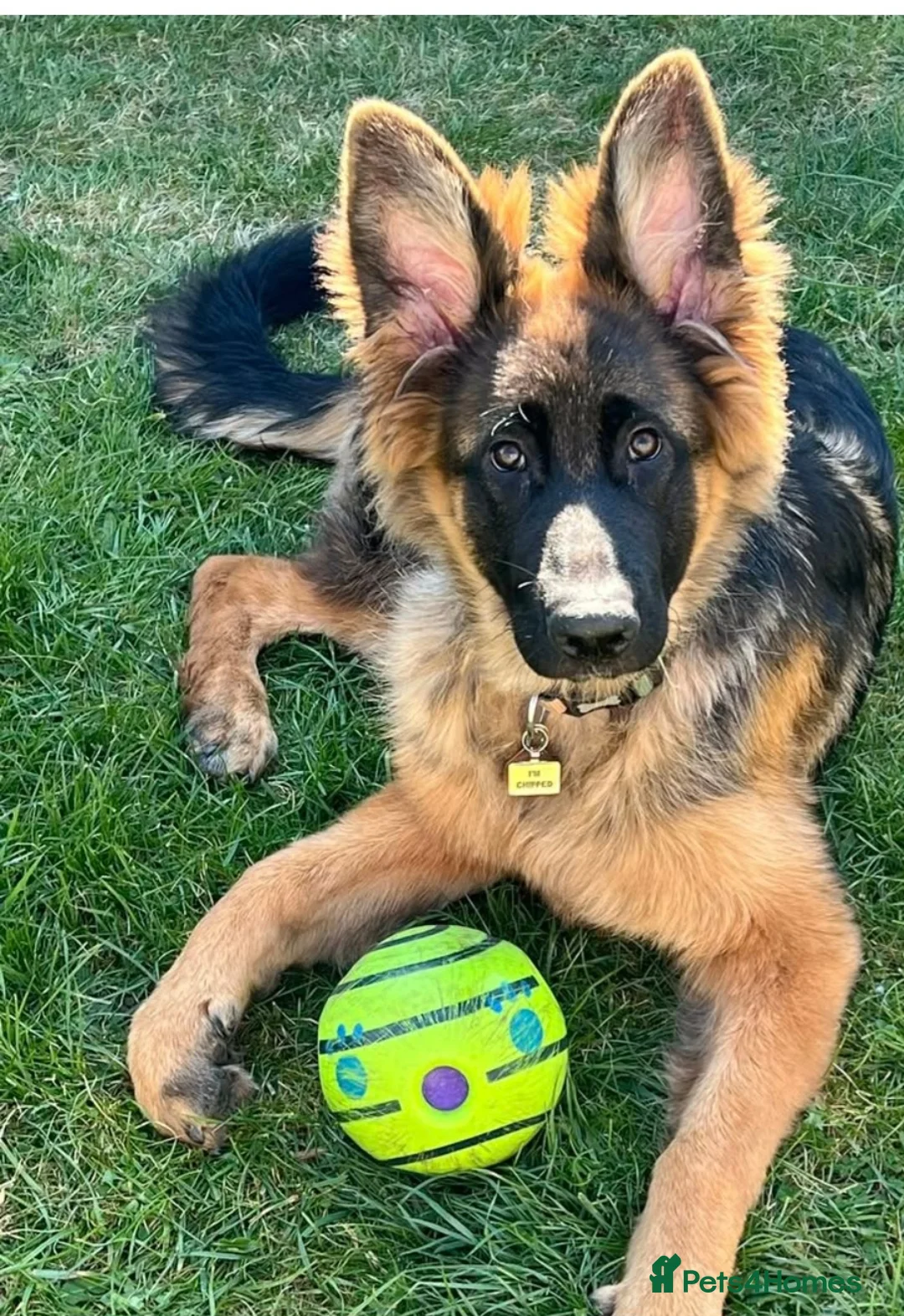 Gallery Image {{count}}