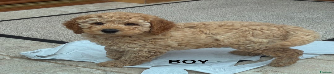 Miniature Poodle Puppy 2
