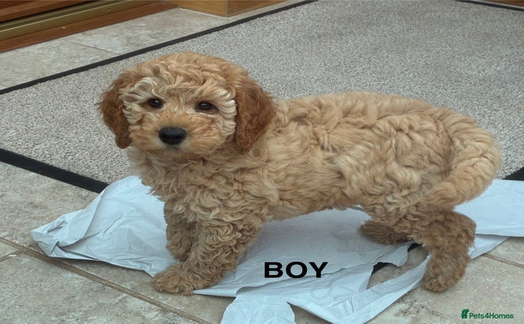 Miniature Poodle dogs - Advert 3