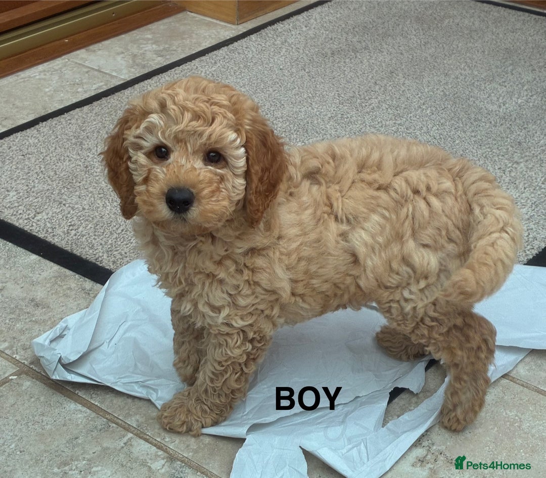 Miniature Poodle dogs for sale:  BOY MINIATURE POODLE AVAILABLE! - Image 1
