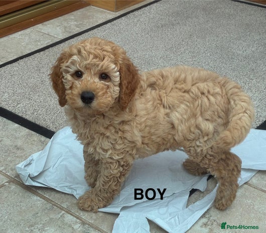 Miniature Poodle dogs - Advert 16