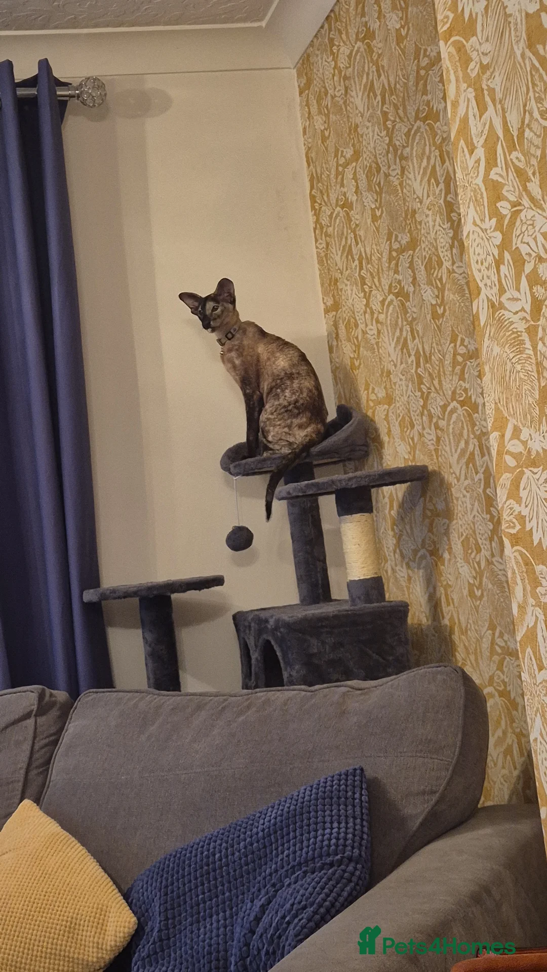 Siamese cats for sale: Loving 7 year old siamese female - Advert 2