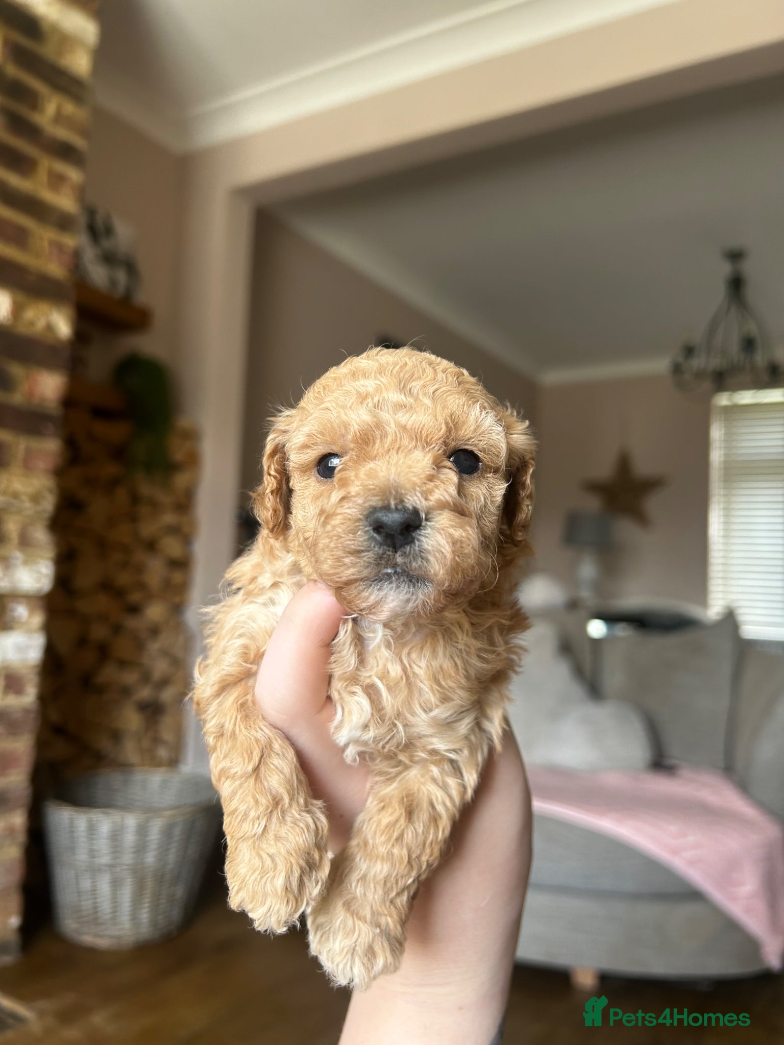 Maltipoo dogs Beautiful maltipoos ❤️ - Advert 2