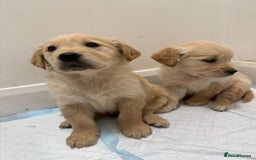 Golden Retriever dogs for sale: Golden Retriever Puppies - Advert 5