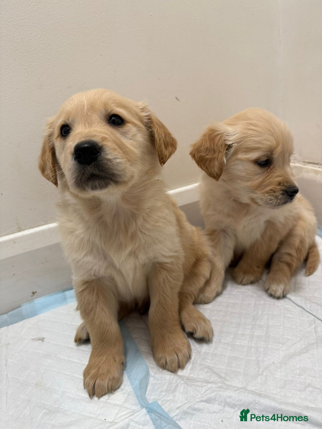 Golden Retriever dogs for sale: Golden Retriever Puppies - Advert 5