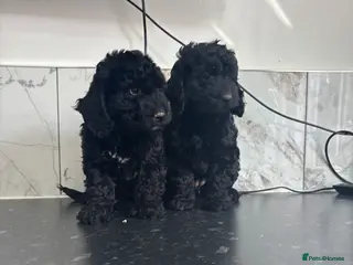 Cavapoo dogs F1 health tested toy Cavapoo puppies (toy poodle) - Advert 2