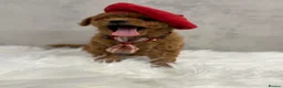 Toy Poodle dogs for sale: Asian type toy poodle  - Advert 15