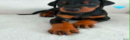 Dobermann dogs for sale: KC REGISTERED - DOBERMAN PUPPIES - Advert 27