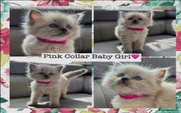 Mixed Breed cats for sale:  Fluffy Ragdoll x British Shorthair Kittens - Image 3