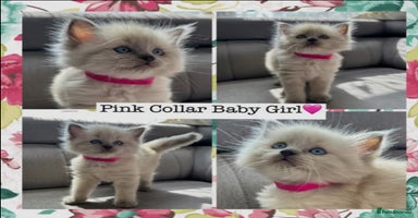 Mixed Breed cats - Advert 6