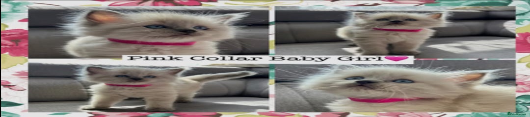 Mixed Breed Kitten 6