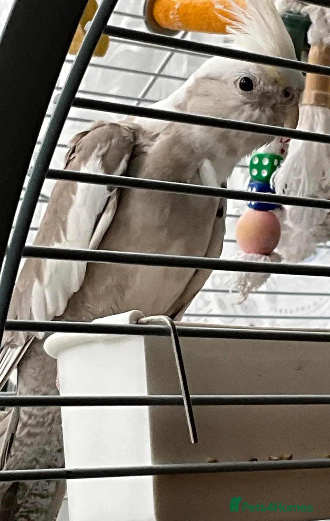 Cockatiels birds for sale: Cinnamon Cockatiel Female - Advert 4