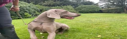 Weimaraner dogs for sale: Quality KC Reg health tested Weimaraner Puppies - Advert 9