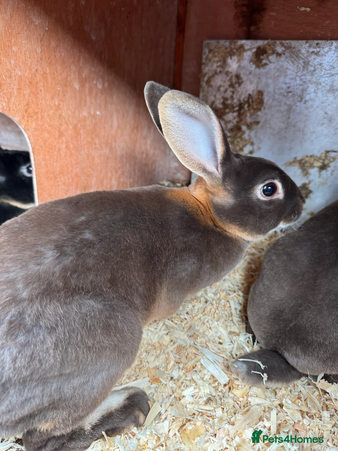 Rex rabbits for sale: Rex bucks  - Advert 3