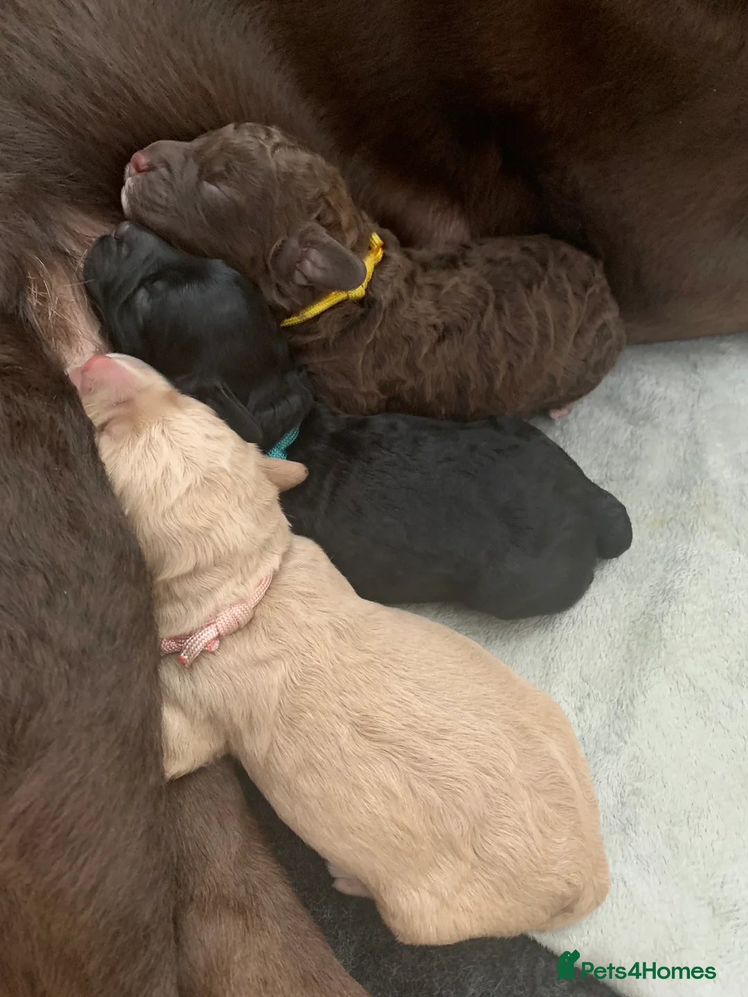 Toy Poodle dogs for stud: 🏆PROVEN🏆sable miniature poodle health tested in Havant - Advert 39