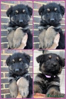 German Shepherd dogs Outstanding litter KC Reg German Shepherd puppies - Advert 11