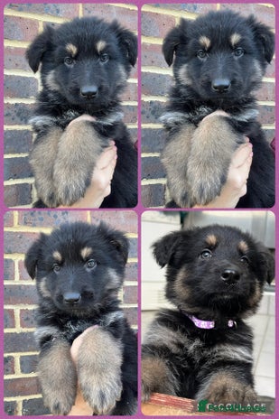 German Shepherd dogs - Advert 4