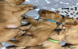 Golden Retriever dogs for sale: Dark Red Golden Retriever Pups  - Image 33