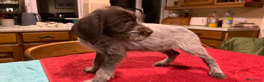 German Wirehaired Pointer Puppy 1