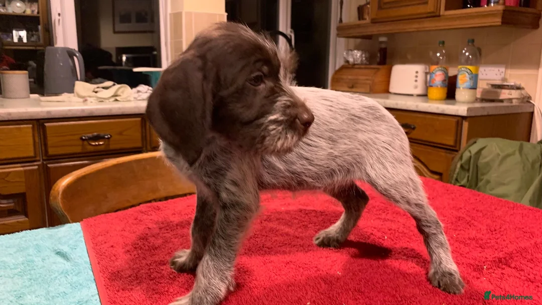 German Wirehaired Pointer dogs for sale: GWP pups - Advert 1