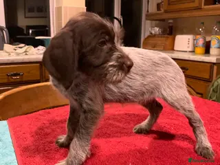 German Wirehaired Pointer dogs GWP pups - Advert 1