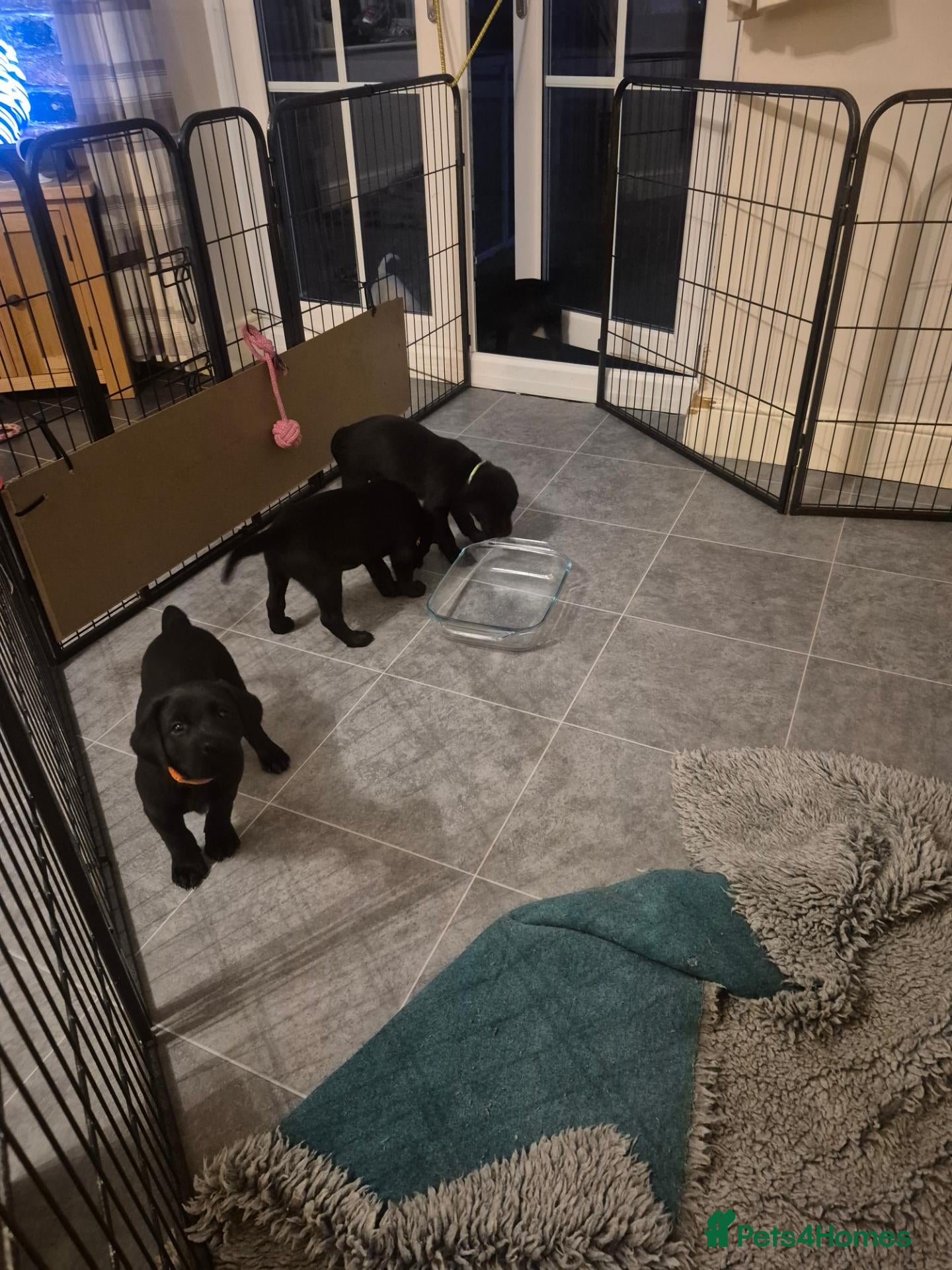Labrador Retriever dogs Beautiful litter of labrador pups - Advert 2