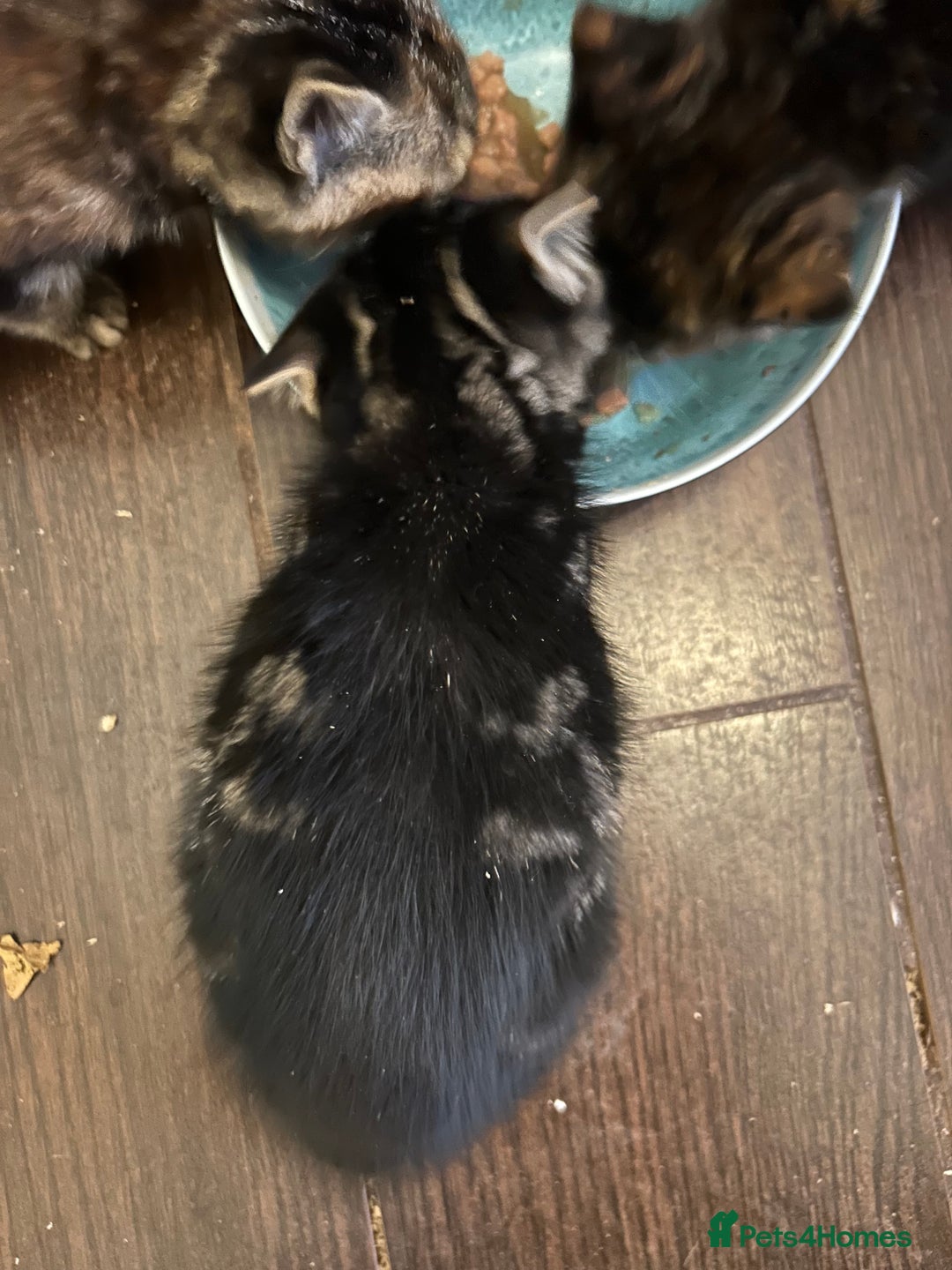Mixed Breed cats for sale: Three beautiful kittens - Advert 6