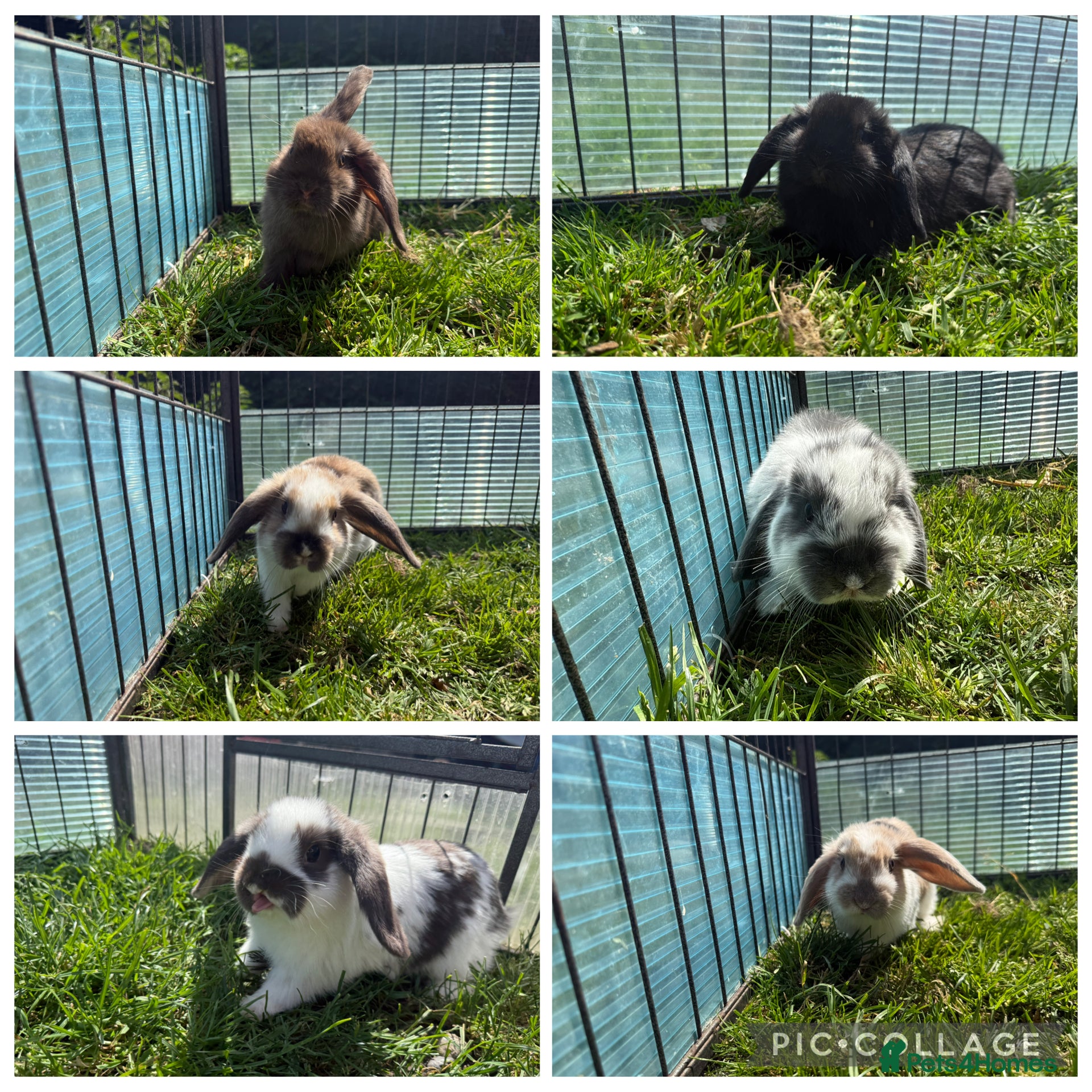 Mini Lop rabbits Litter of Mini Lop bunnies  - Advert 9