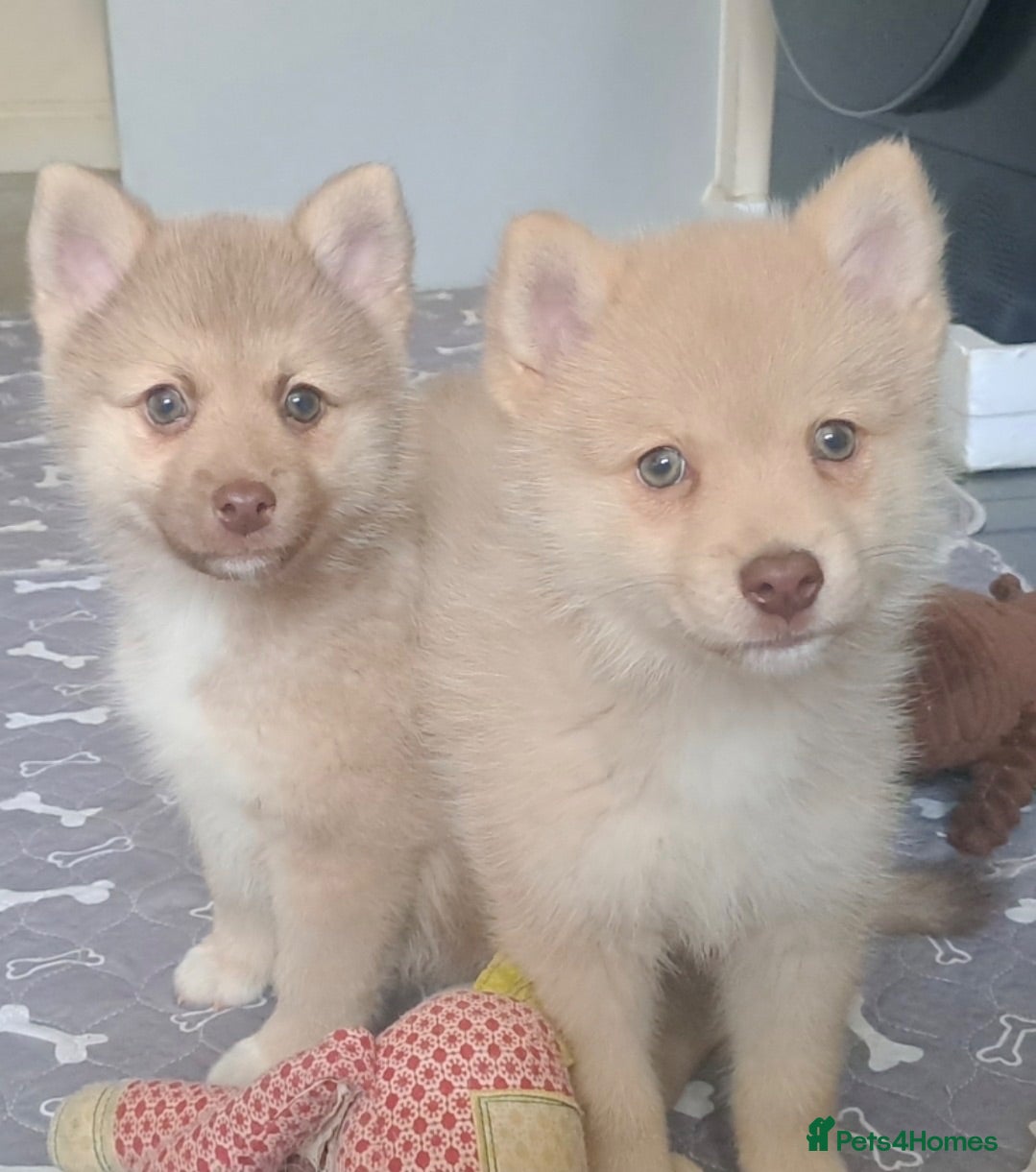 Pomsky dogs 💚3 Green eyed F4 Pomskys pups. Now Reduced  - Advert 2