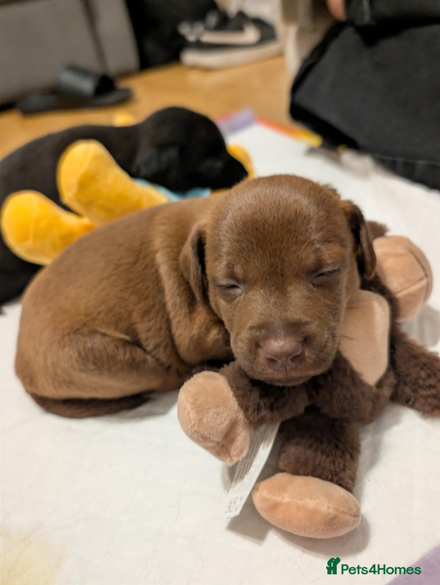 Patterdale Terrier dogs Patterdale puppies  - Advert 1